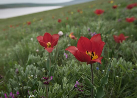 Opuksky Nature Reserve in Crimea