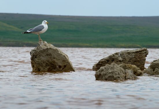 Oluksky nature reserve in Crimea