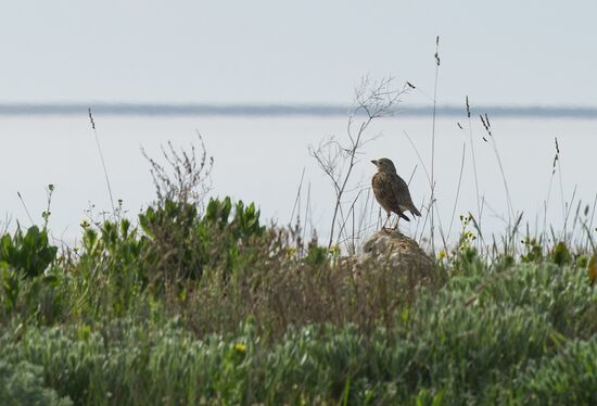 Oluksky nature reserve in Crimea