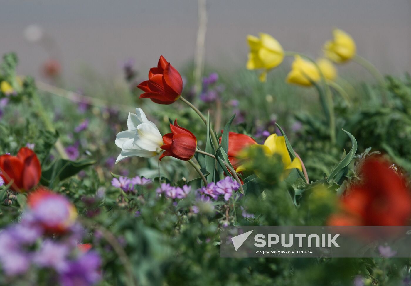 Opuksky Nature Reserve in Crimea