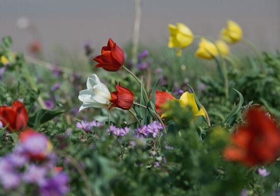 Opuksky Nature Reserve in Crimea