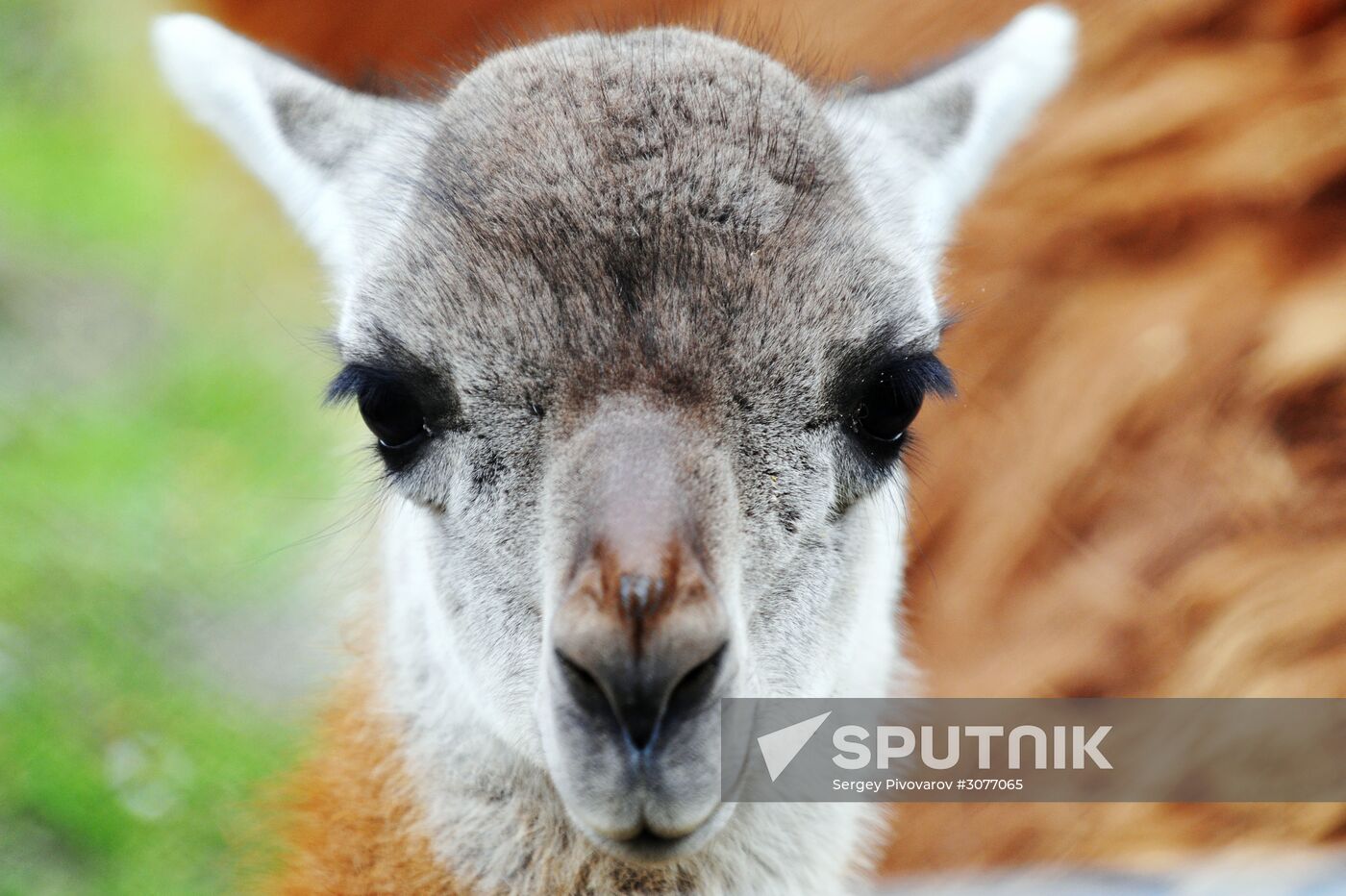 Guanaco cria born at Rostov Zoo