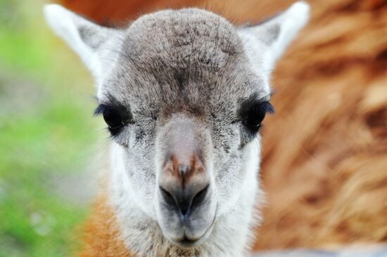 Guanaco cria born at Rostov Zoo