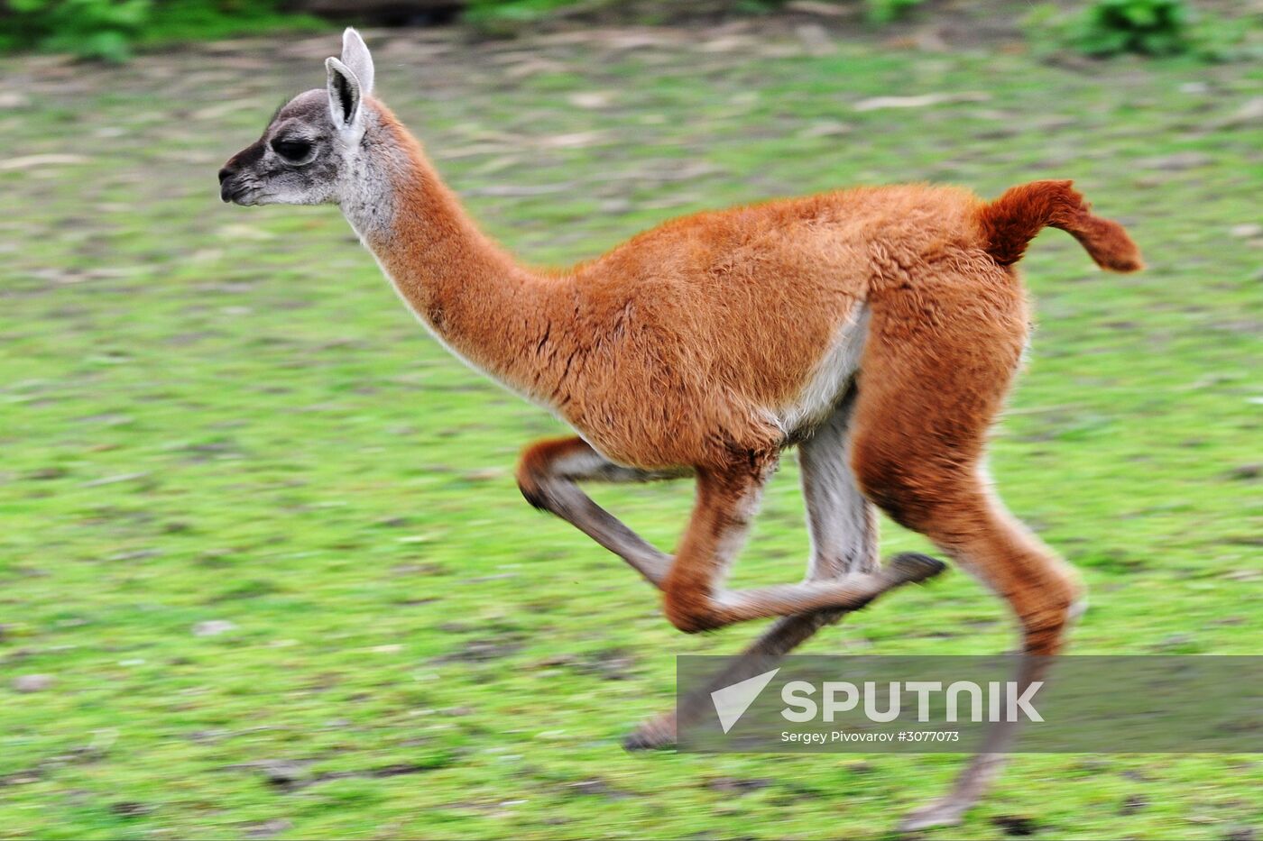 Guanaco cria born at Rostov Zoo