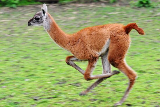 Guanaco cria born at Rostov Zoo