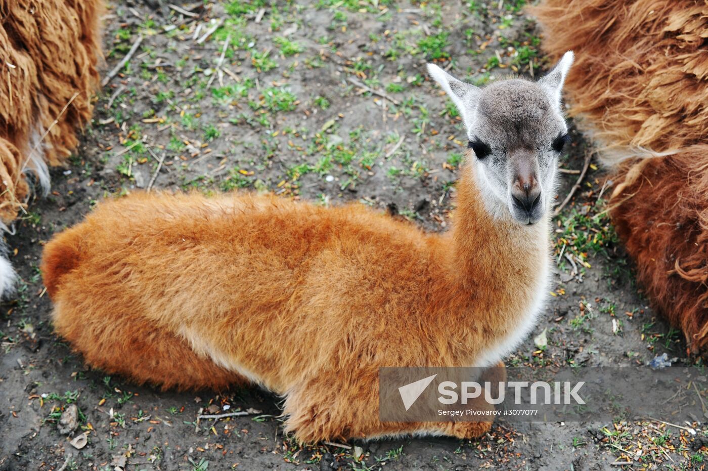 Guanaco cria born at Rostov Zoo
