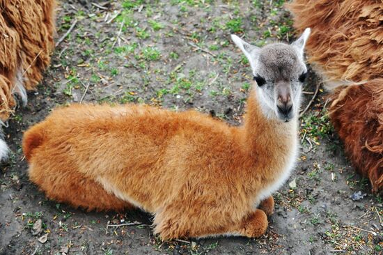 Guanaco cria born at Rostov Zoo