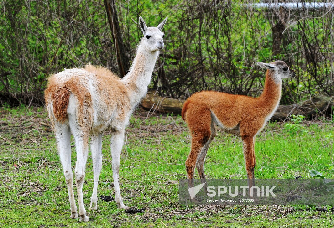 Guanaco cria born at Rostov Zoo