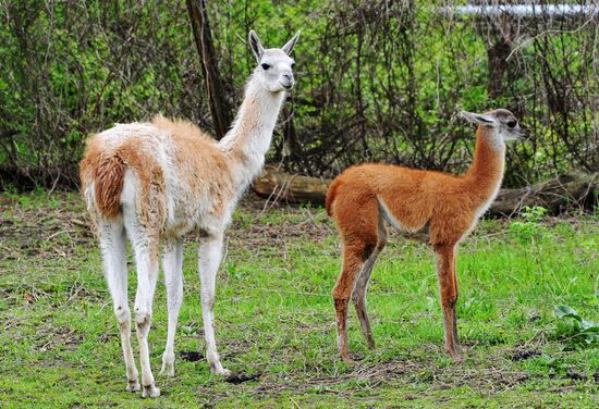 Guanaco cria born at Rostov Zoo