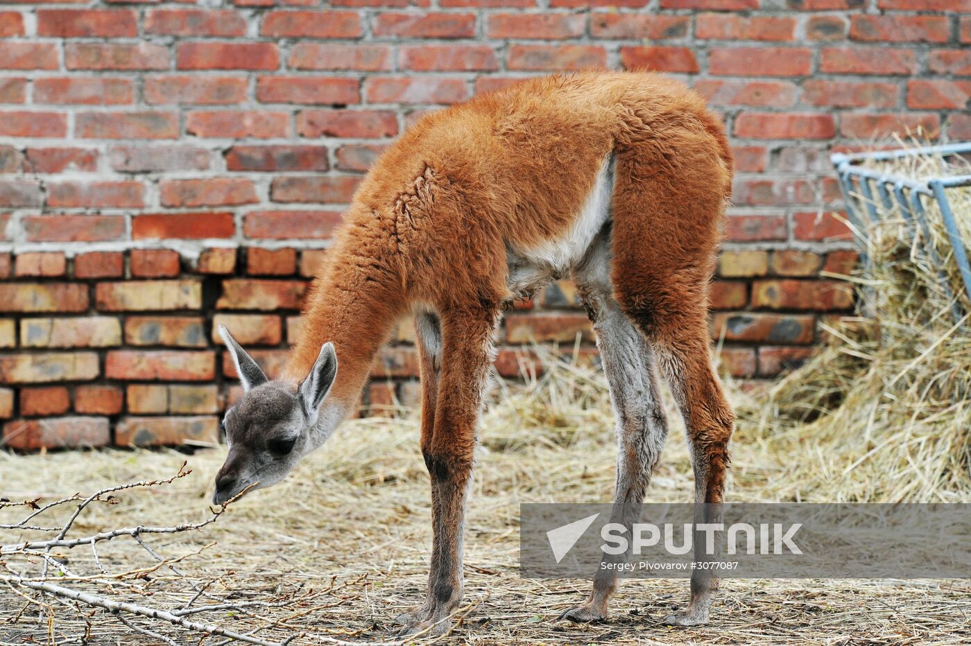 Guanaco cria born at Rostov Zoo