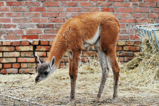 Guanaco cria born at Rostov Zoo