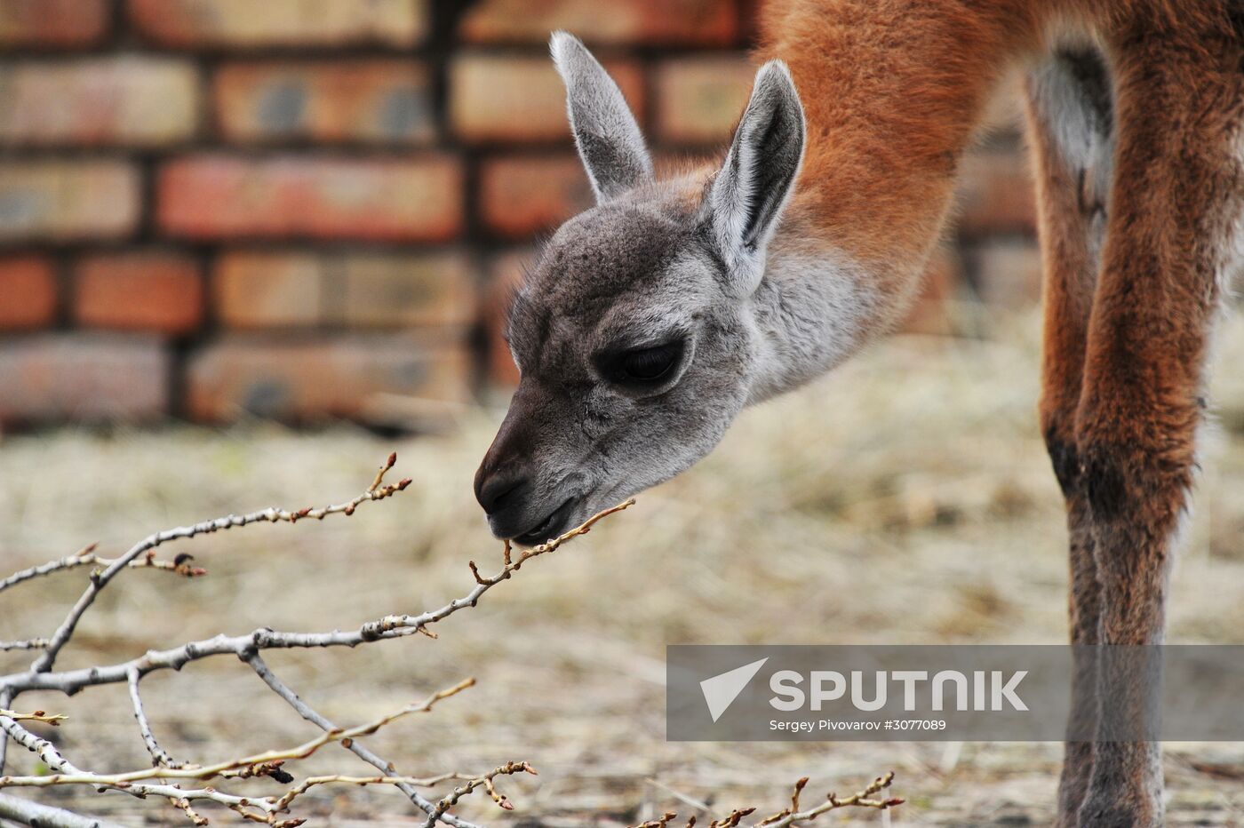 Guanaco cria born at Rostov Zoo