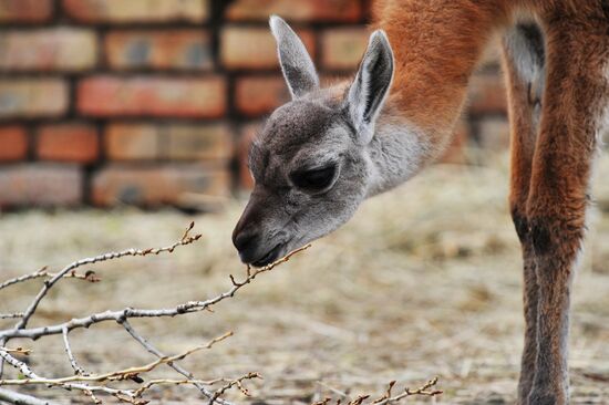 Guanaco cria born at Rostov Zoo