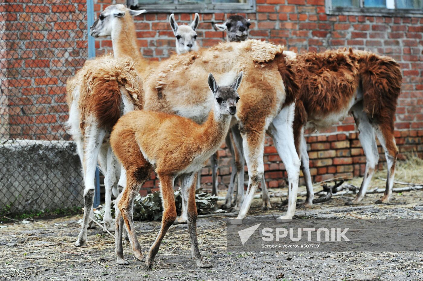 Guanaco cria born at Rostov Zoo