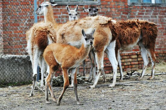 Guanaco cria born at Rostov Zoo
