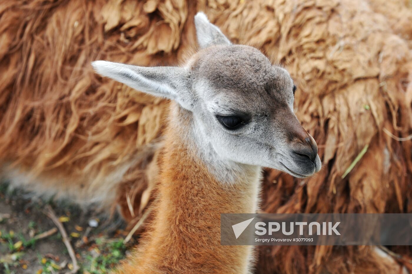 Guanaco cria born at Rostov Zoo