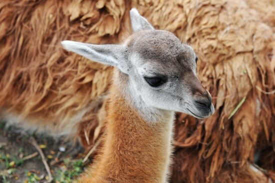 Guanaco cria born at Rostov Zoo