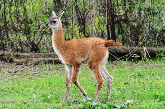 Guanaco cria born at Rostov Zoo