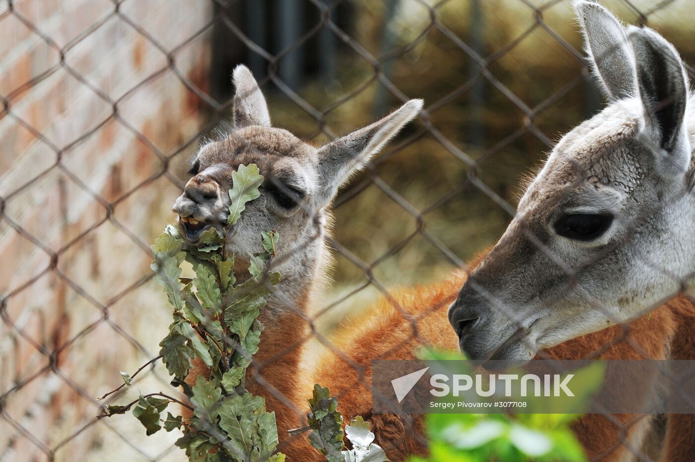 Guanaco cria born at Rostov Zoo