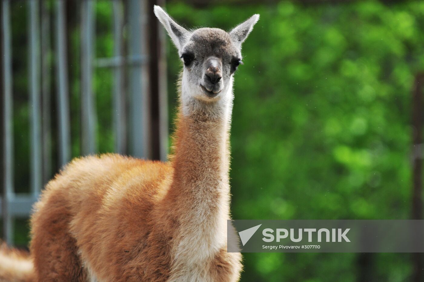 Guanaco cria born at Rostov Zoo