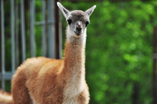 Guanaco cria born at Rostov Zoo