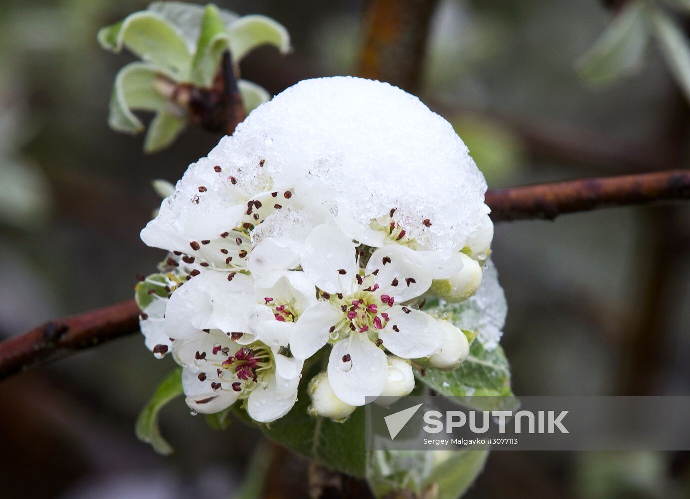 Snow in Crimea