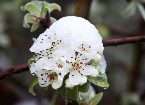 Snow in Crimea