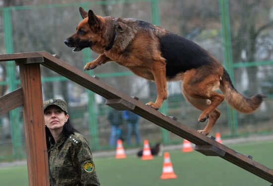 Canine all-round competition in Vladivostok
