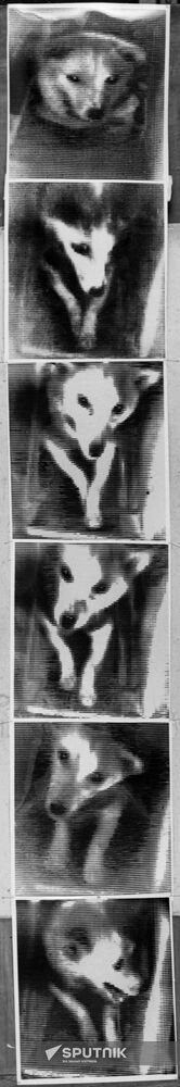 Space flight by Belka and Strelka