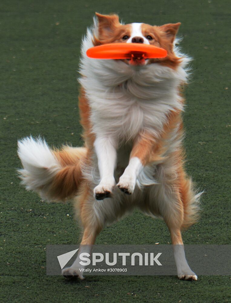 Canine all-round competition in Vladivostok