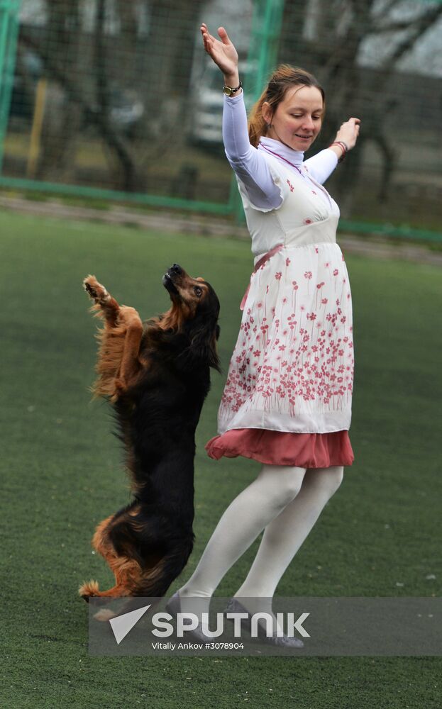 Canine all-round competition in Vladivostok