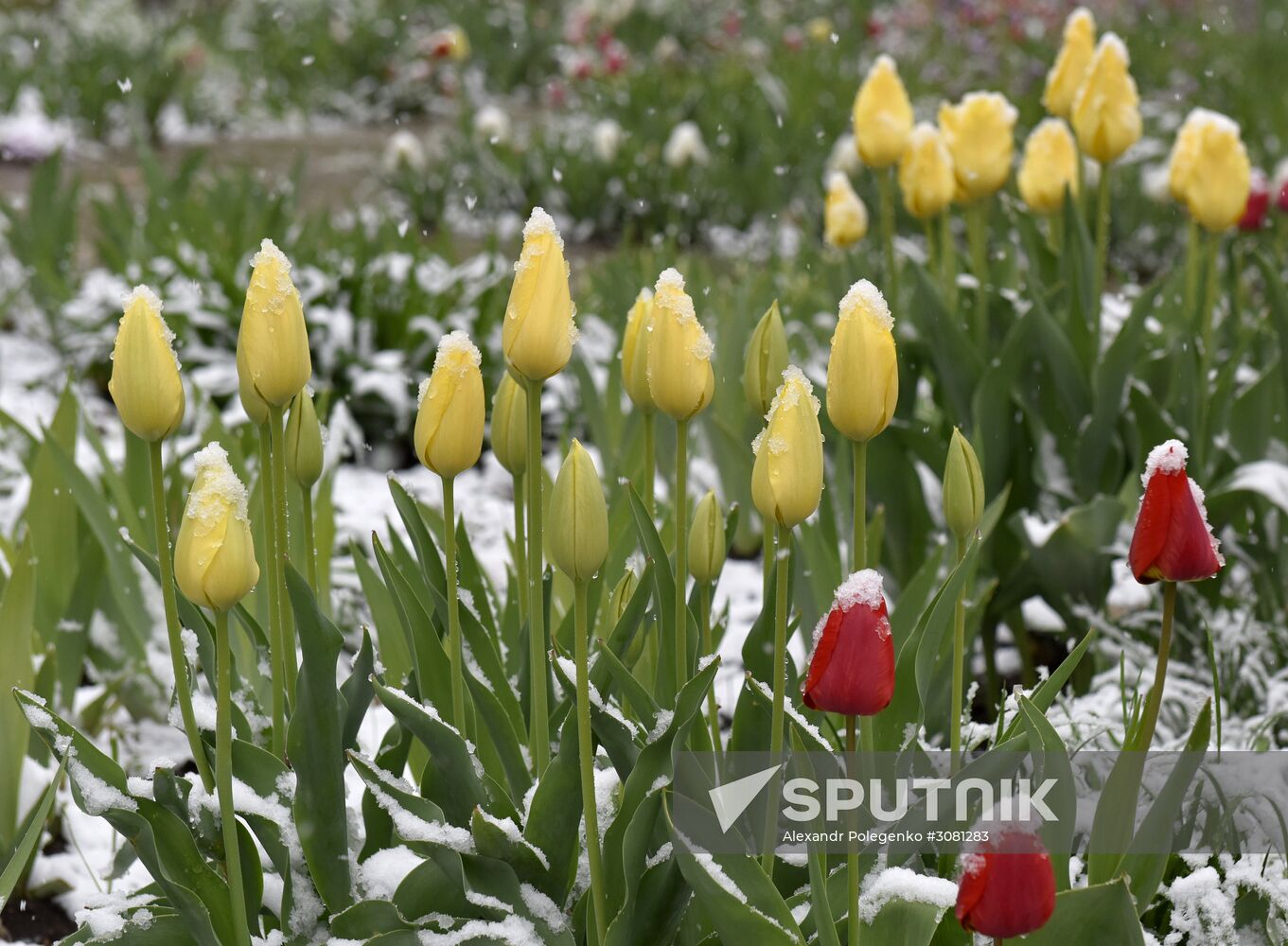 Snow in Crimea