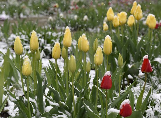 Snow in Crimea