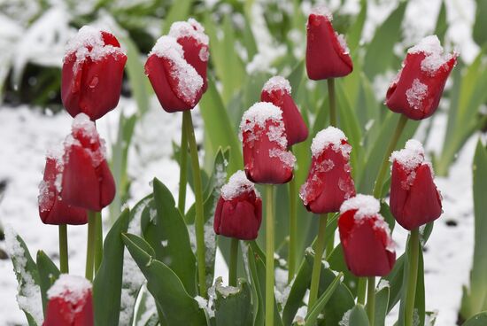 Snow in Crimea