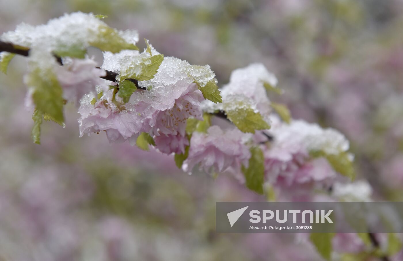 Snow in Crimea