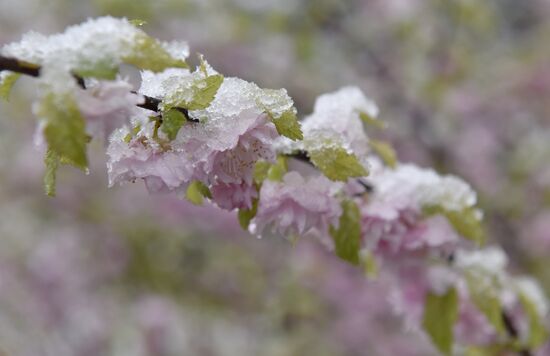 Snow in Crimea