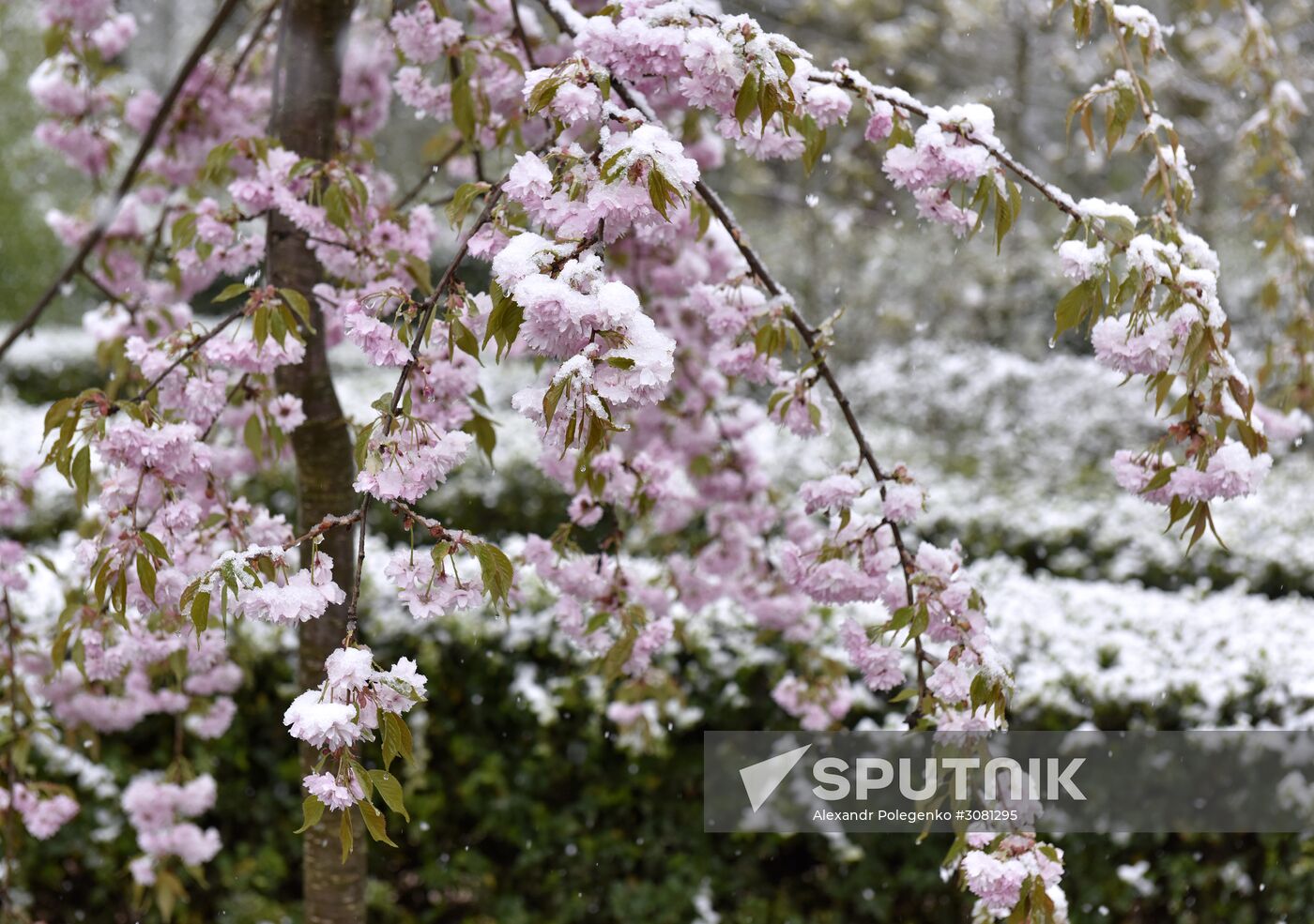 Snow in Crimea