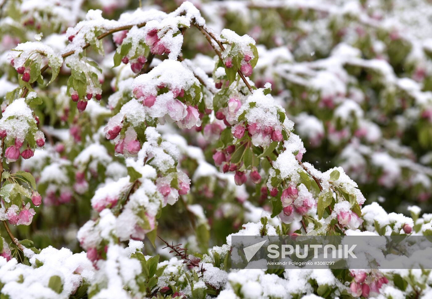 Snow in Crimea