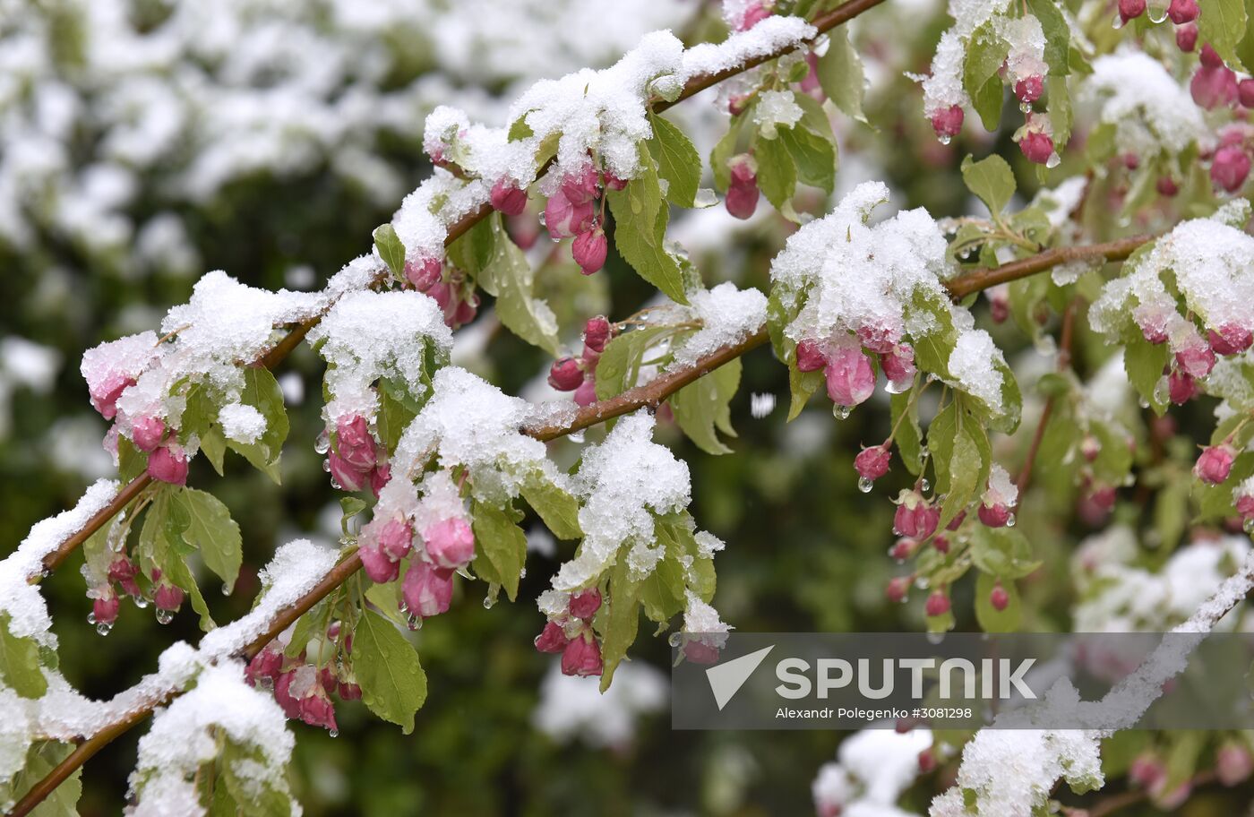 Snow in Crimea