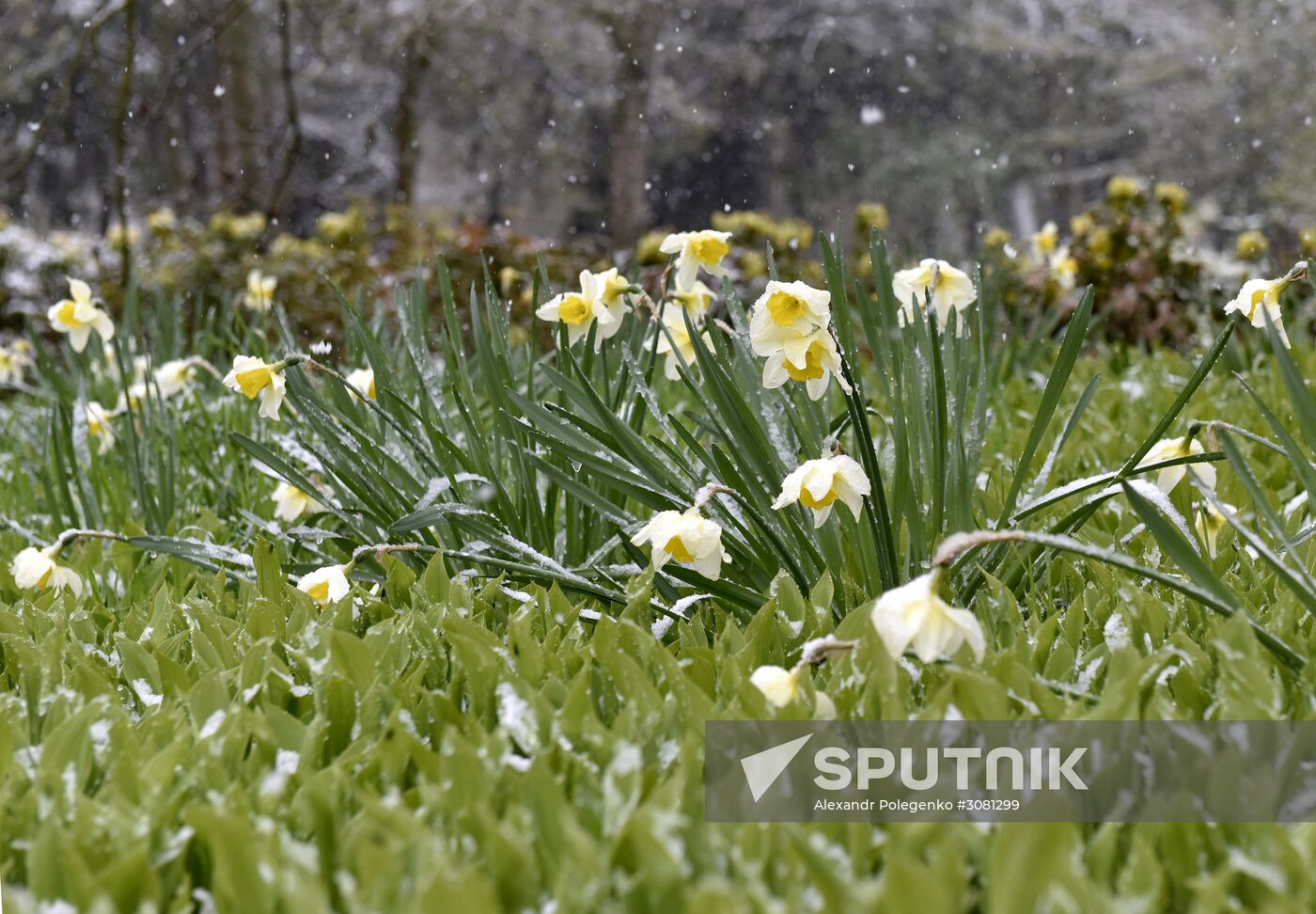 Snow in Crimea