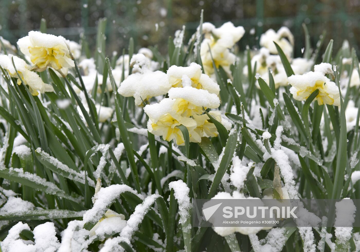Snow in Crimea
