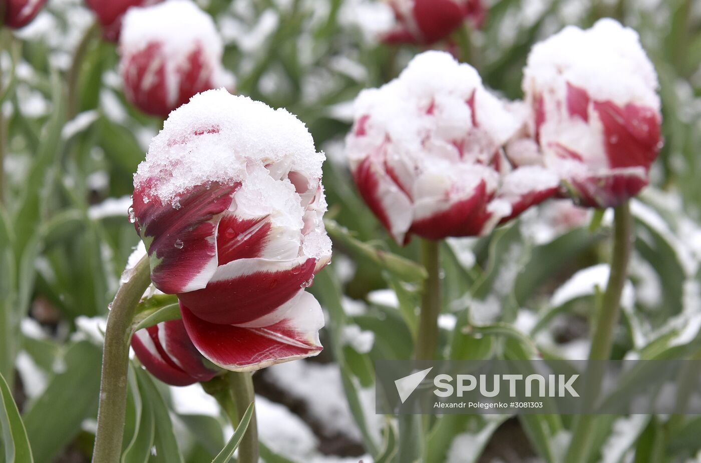 Snow in Crimea