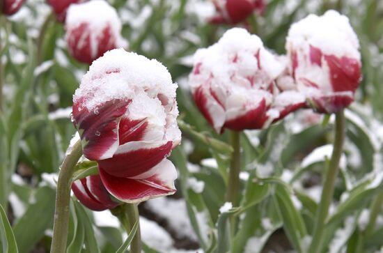 Snow in Crimea