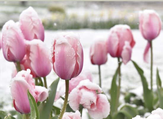 Snow in Crimea