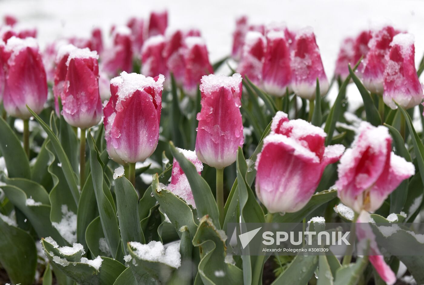Snow in Crimea