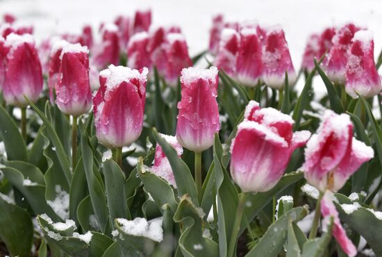 Snow in Crimea
