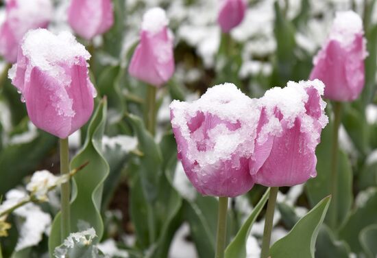 Snow in Crimea