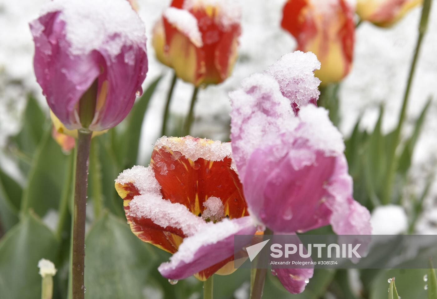 Snow in Crimea
