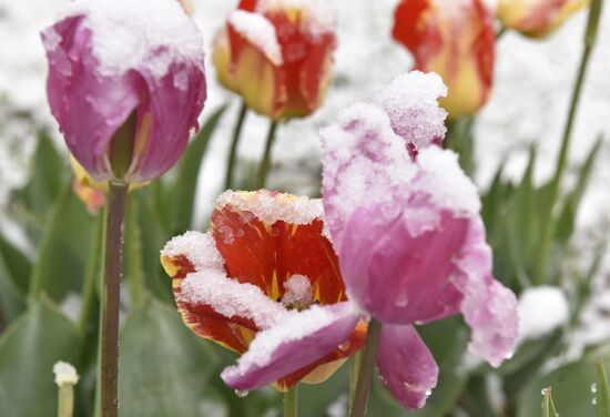 Snow in Crimea
