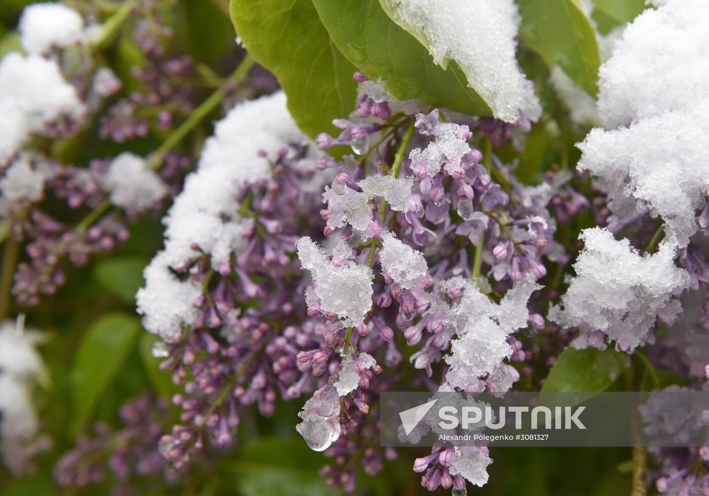 Snow in Crimea